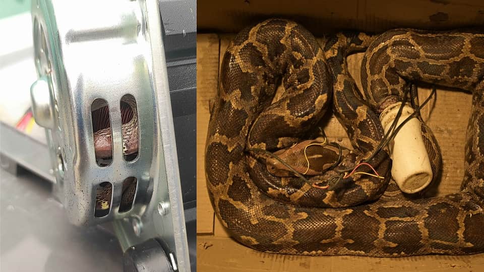 Eight-Foot Python Trapped in Plastic and Wires Rescued by Wildlife SOS in Agra