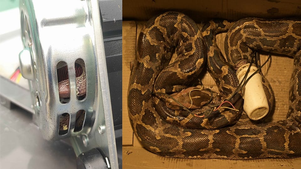 Eight-Foot Python Trapped in Plastic and Wires Rescued by Wildlife SOS in Agra