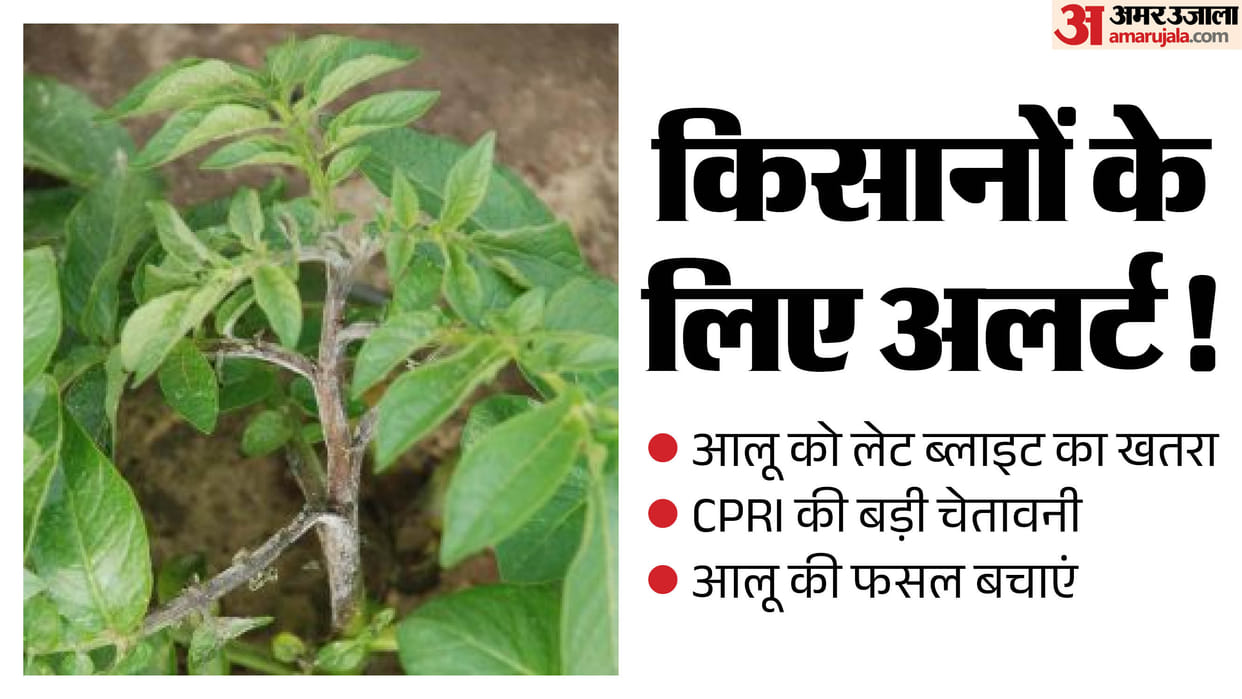 himachal potato crop late blight alert cpri shimla farmers advisory