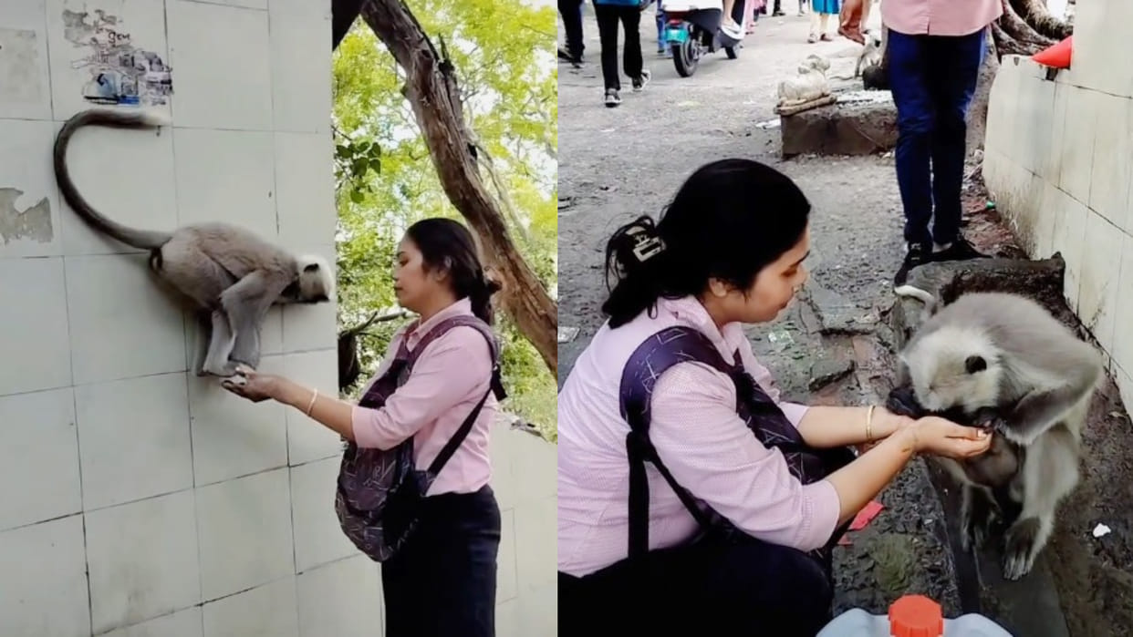Woman help thirsty langur to drink water in tap video goes viral on social media