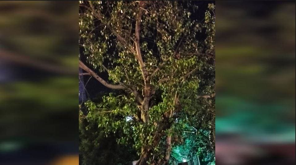 Century-Old Peepal Tree Felled Before CEC Approval for CM Grid Project in Agra