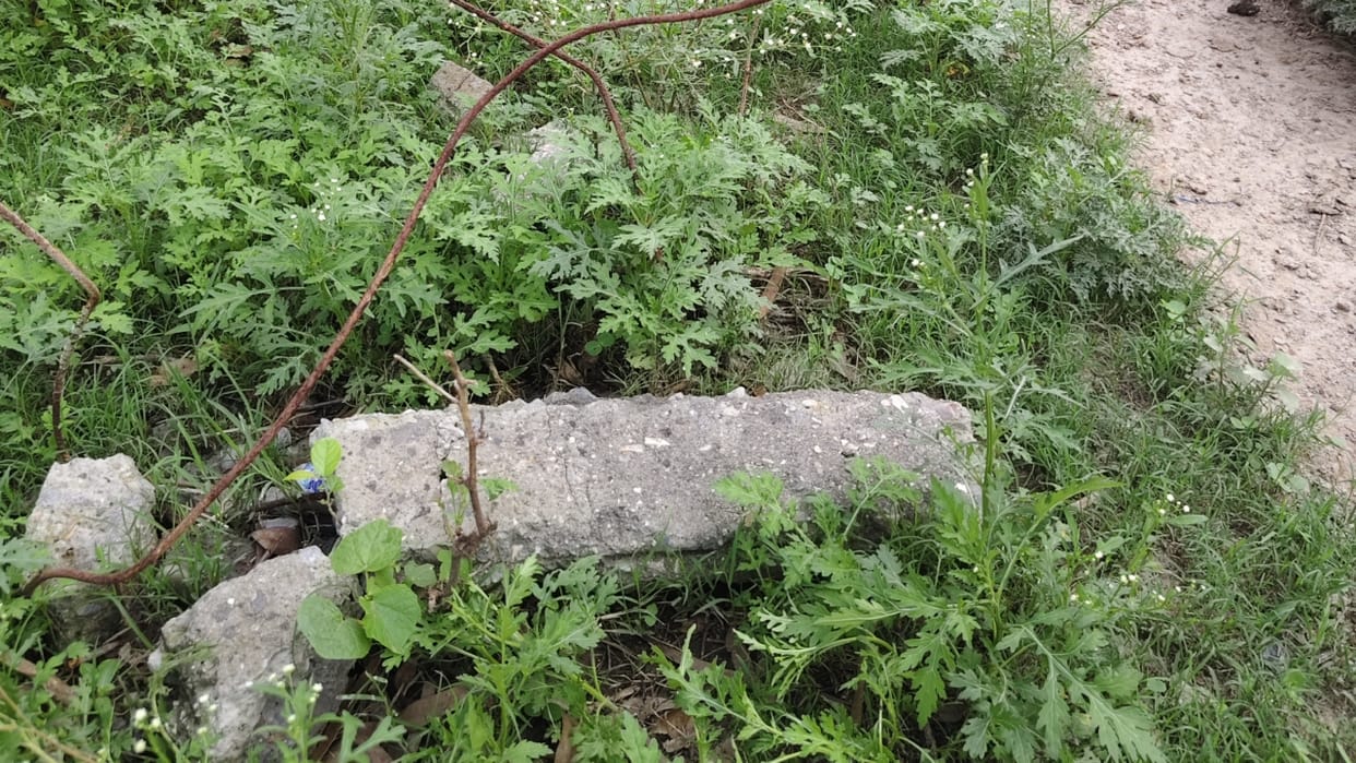 one and half crore saplings planted in four years forest cover in Bareilly increased by only one percent
