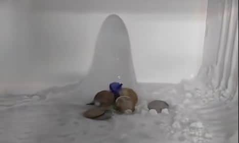 Shivling-Like Ice Formation Found in Refrigerator Freezer Draws Devotees in Agra
