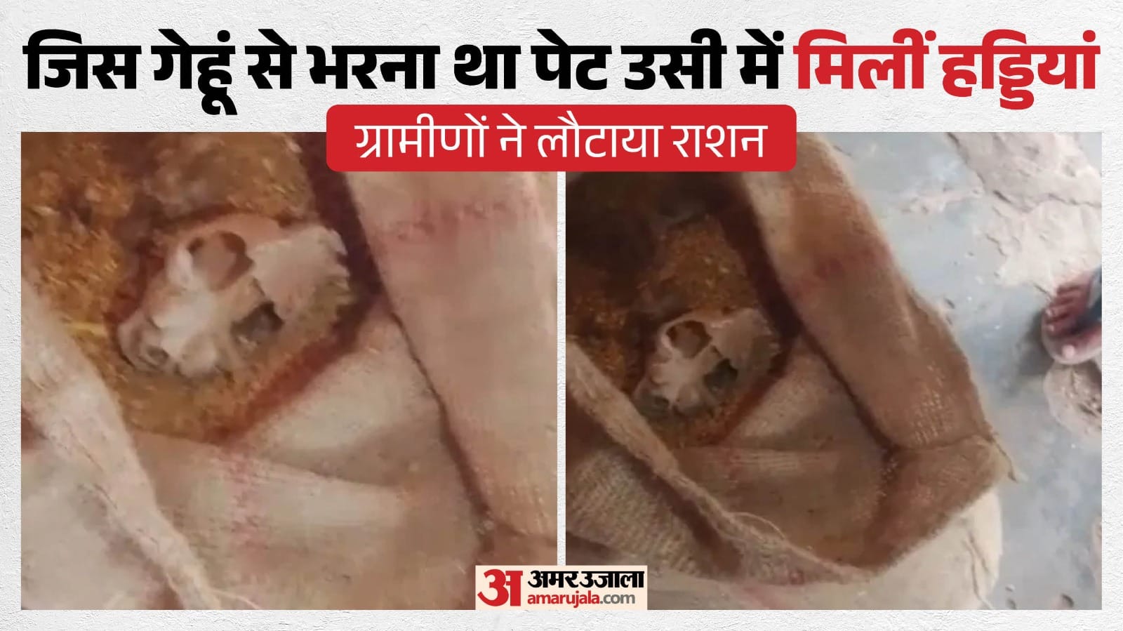 गेहूं में निकली हड्डियां।