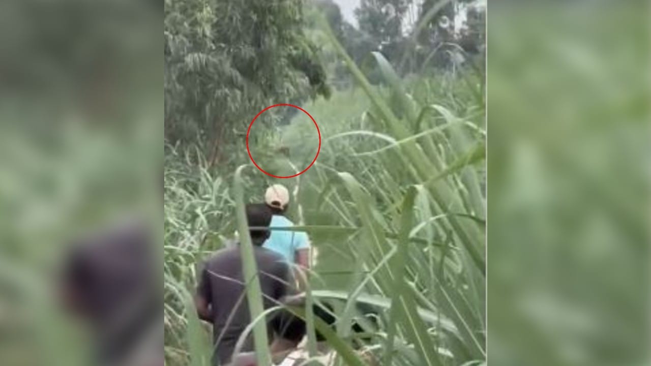 ग्रामीणों ने बाघ को दौड़ाया