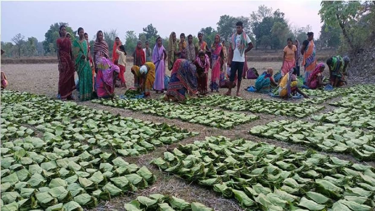 A big gift for tendu leaf collectors, Rs 16.37 crore transferred to the accounts of over 33,000 beneficiaries
