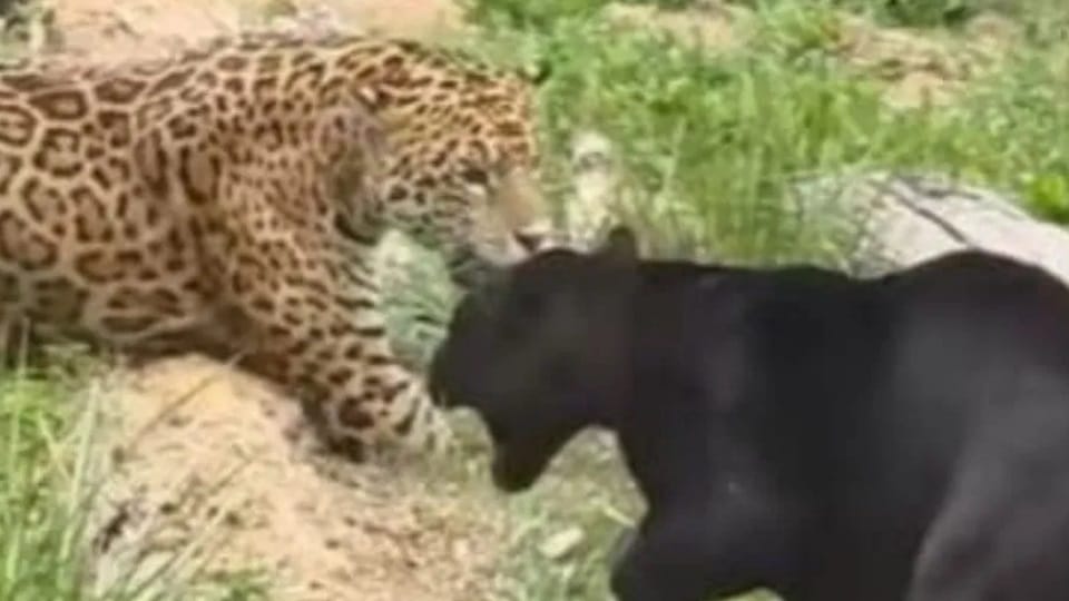 Leopard terror in Morni enters house in Baihlon village drags away dog