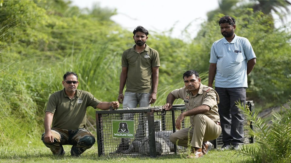 Nine-Foot Crocodile Enters Village at Midnight, Rescue Operation Launched in Etah