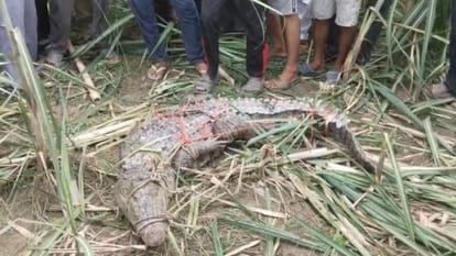 टीम ने रस्सी से बांधा मगरमच्छ