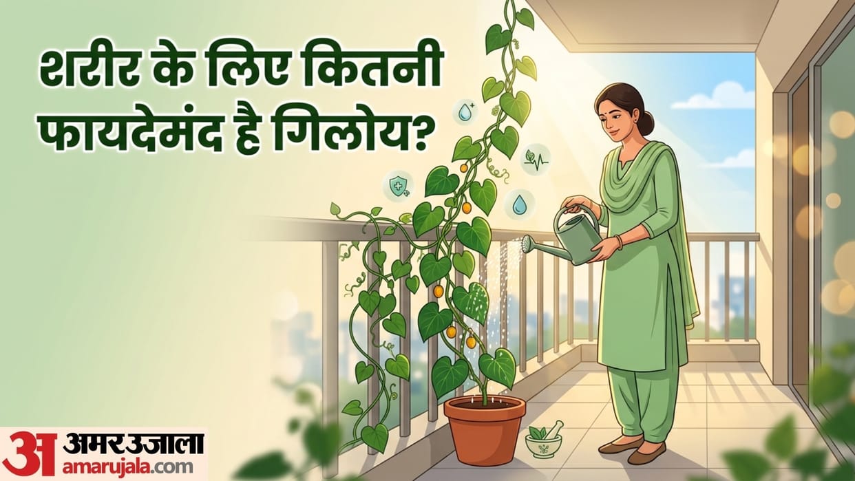 what are the advantages of giloy in hindi giloy ka use kaise kare