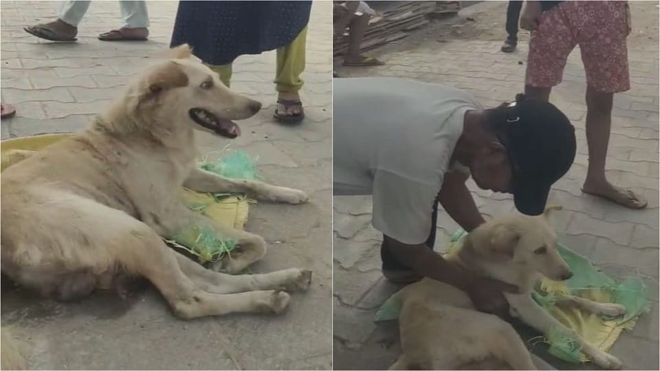 Dog stuffed in ack and thrown from the third floor in Agra