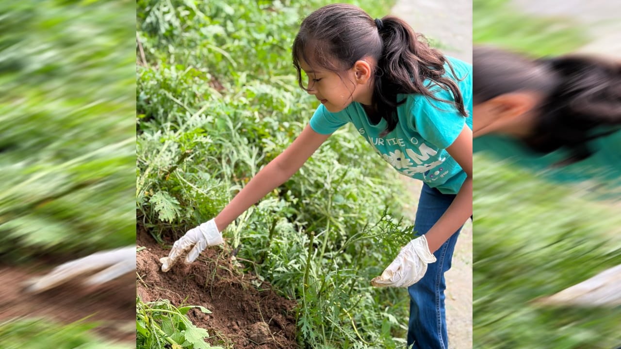 Harela Festival 2026 massive plantation drive across uttarakhand BJP launches six lakh saplings campaign