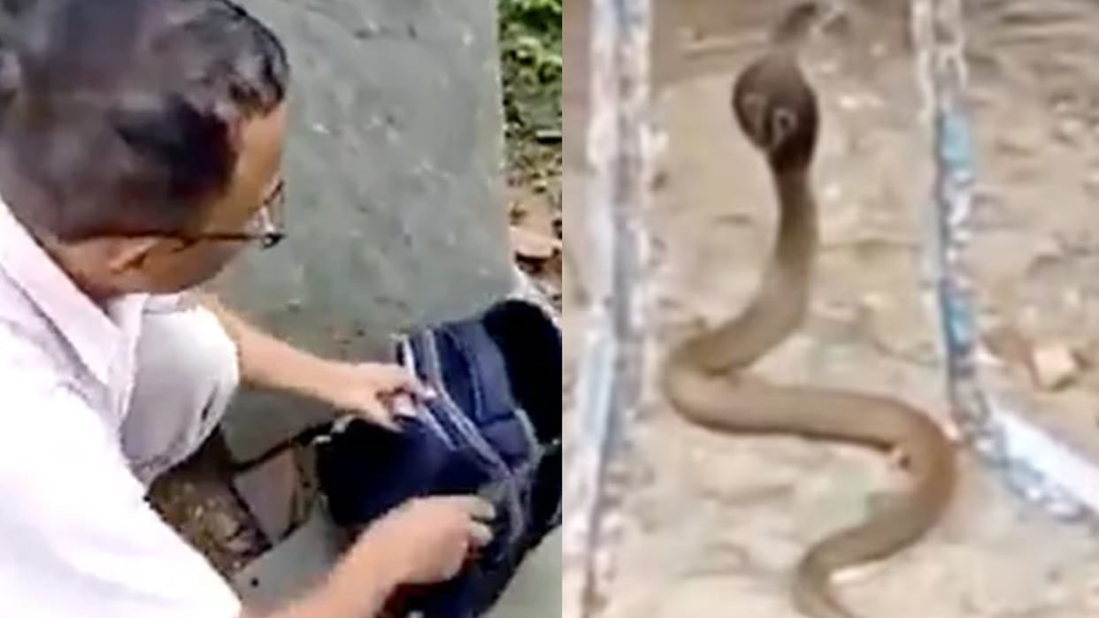 Snake inside school bag in madhya pradesh teacher rescued cobra Nagin in School Bag