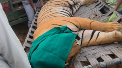 ग्रामीण इलाके में पहुंचे टाइगर शावक को रेस्क्यू किया