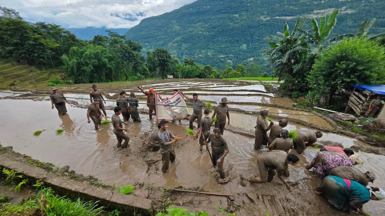 Sikkim: Lepcha community's cultural heritage revived, ministers, MLAs and CM's political advisor planted paddy