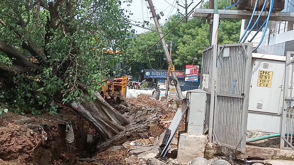 Forest Department registers case against contractor for felling 100-year-old tree