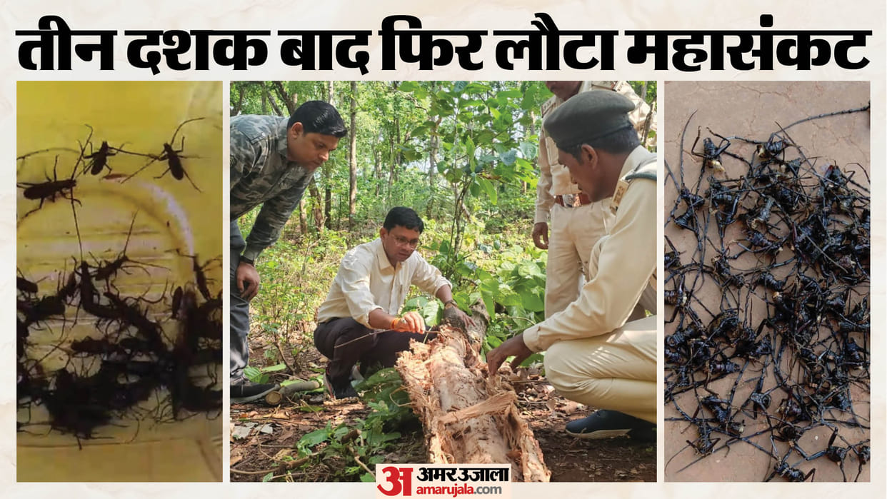 Mp sal forest crisis forest department paying two rupees per insect to save sal trees