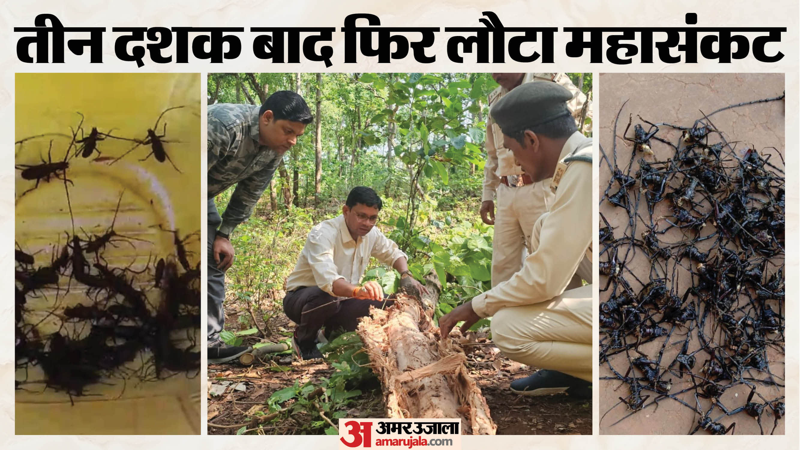 डिंडौरी क्षेत्र में स्थित साल के जंगल में बोरर कीटों का हमला बढ़ गया है।