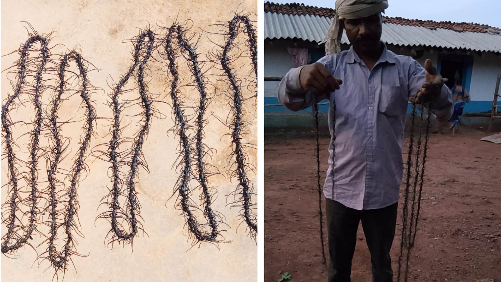 Mp sal forest crisis forest department paying two rupees per insect to save sal trees
