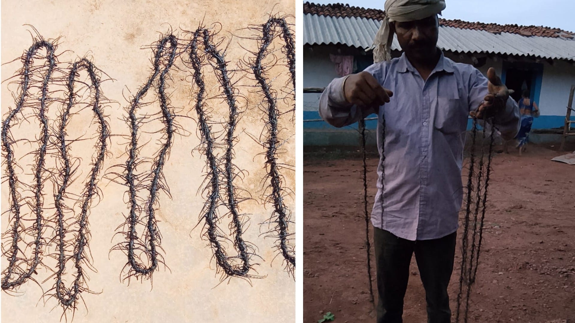 Mp sal forest crisis forest department paying two rupees per insect to save sal trees
