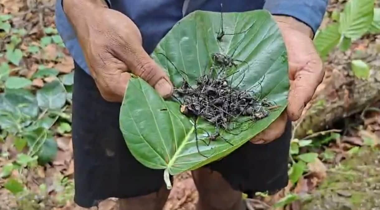 Mp sal forest crisis forest department paying two rupees per insect to save sal trees