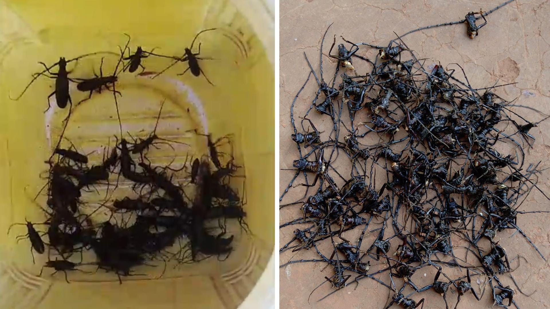 Mp sal forest crisis forest department paying two rupees per insect to save sal trees