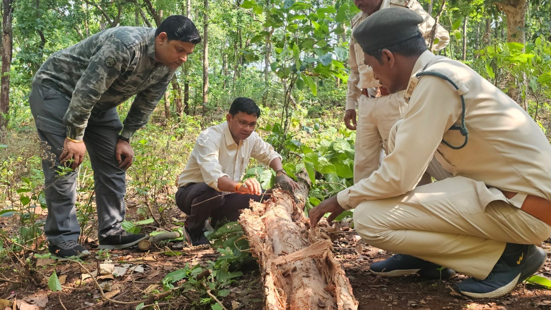 Mp sal forest crisis forest department paying two rupees per insect to save sal trees