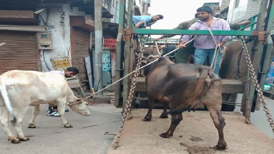 Municipal Corporation team attacked with sticks and clubs while attempting to capture stray cattle