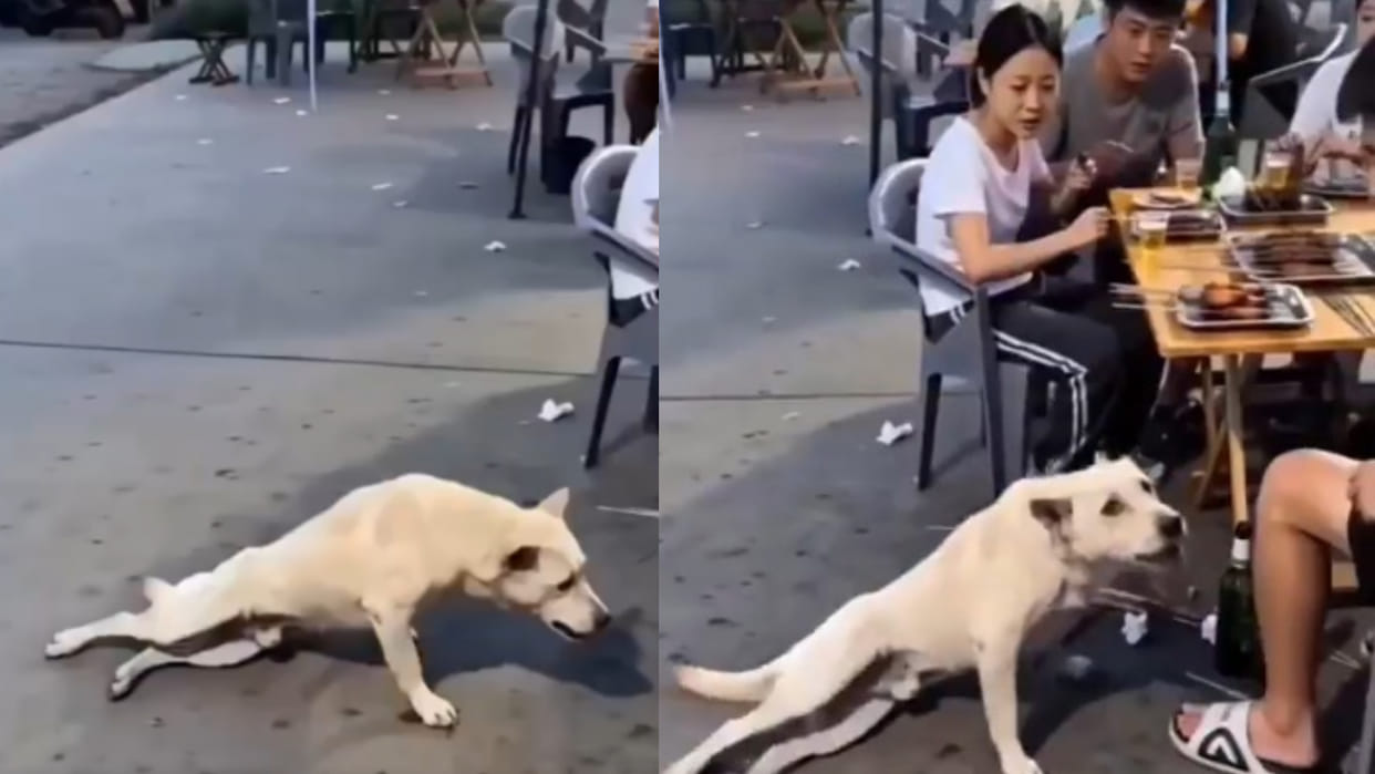 Dog acts fake limp to get food funny video goes viral on internet