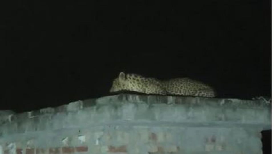 The movement of leopards has created panic among the villagers in kashipur