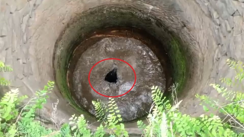 Bear rescued from a well in Manendragarh goes on a rampage launches life threatening attacks on a woman and a