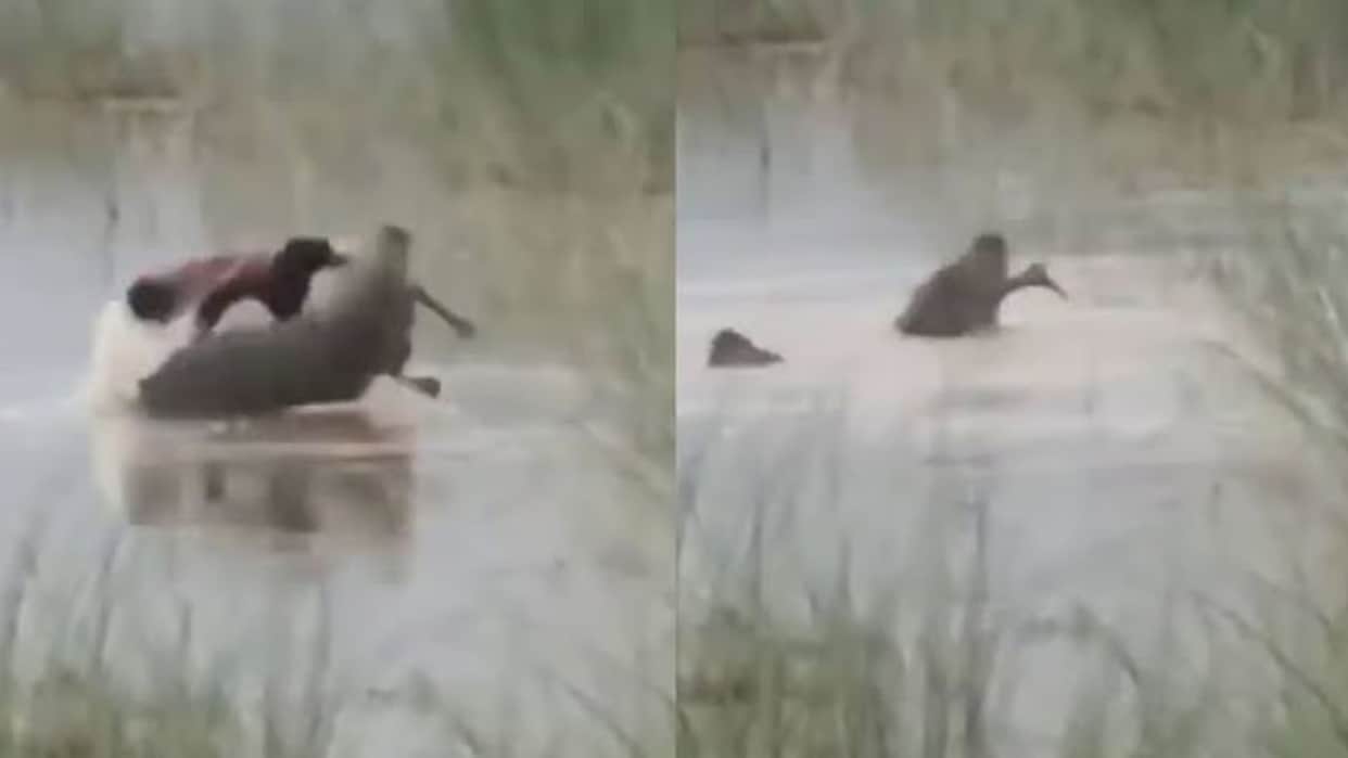 crocodile kills boy ghaghara river bahraich tragic incident crocodile bites 12 year old boy in bahraich