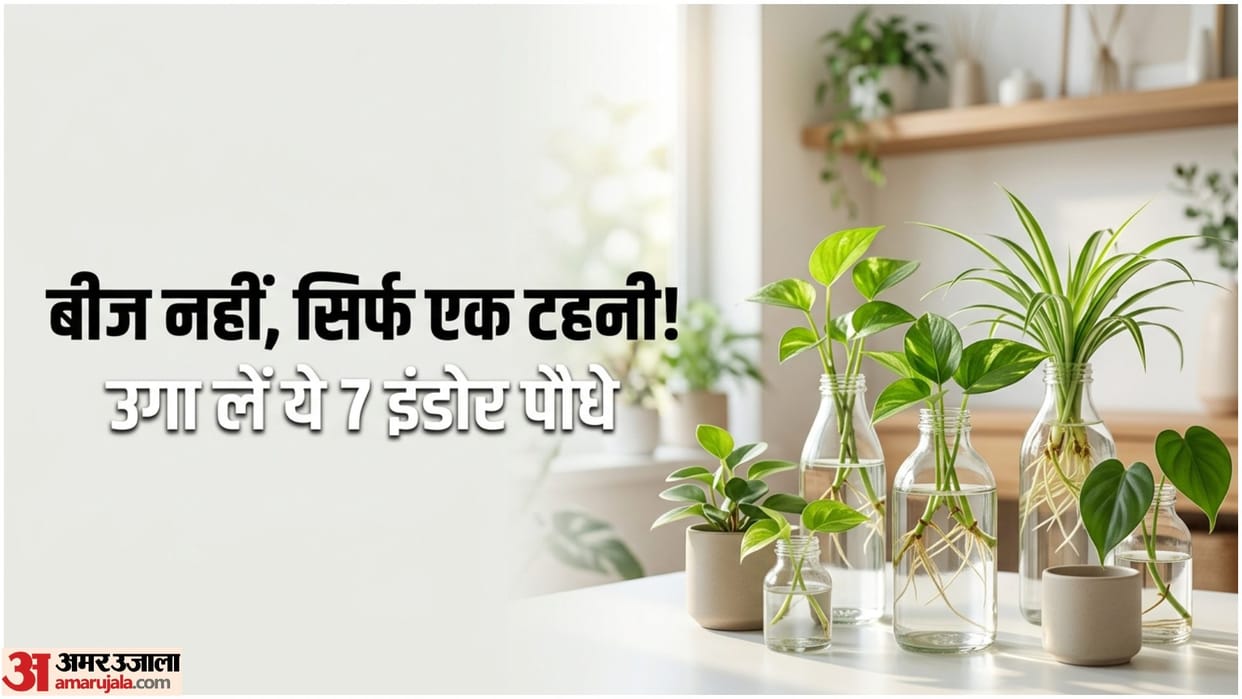 Best Indoor Plants Without Seeds Home Gardening Tips bina bij ke phool kaise ugaye