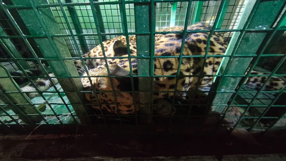 Leopard entered the house and attacked the elderly man in champawat