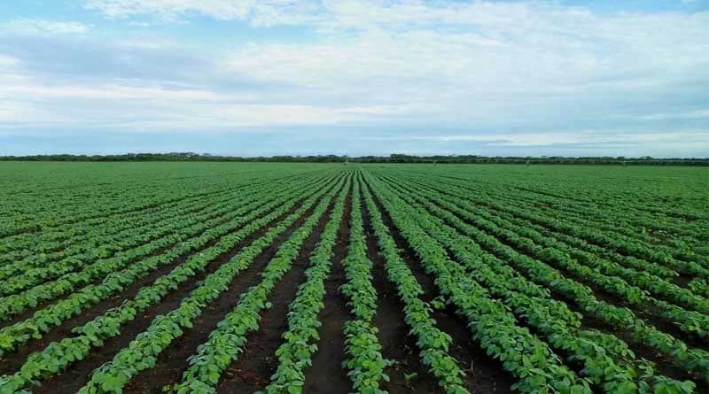 indore-news-kharif-crop-soybean-sowing-area-fertilizer-stock-agricultural-advisory