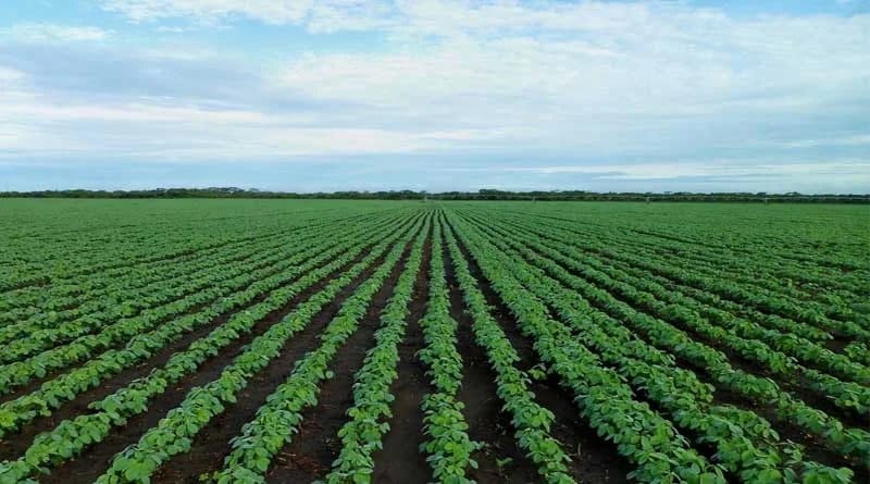 indore-news-kharif-crop-soybean-sowing-area-fertilizer-stock-agricultural-advisory