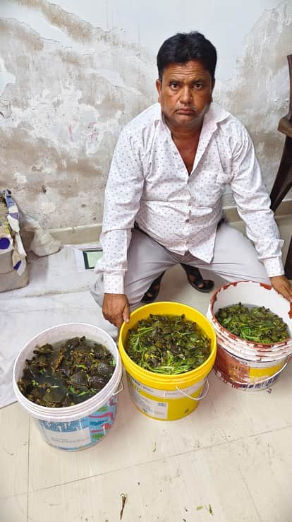 STF arrests wildlife smuggler with 171 Indian Roofed Turtles, international trafficking link under probe