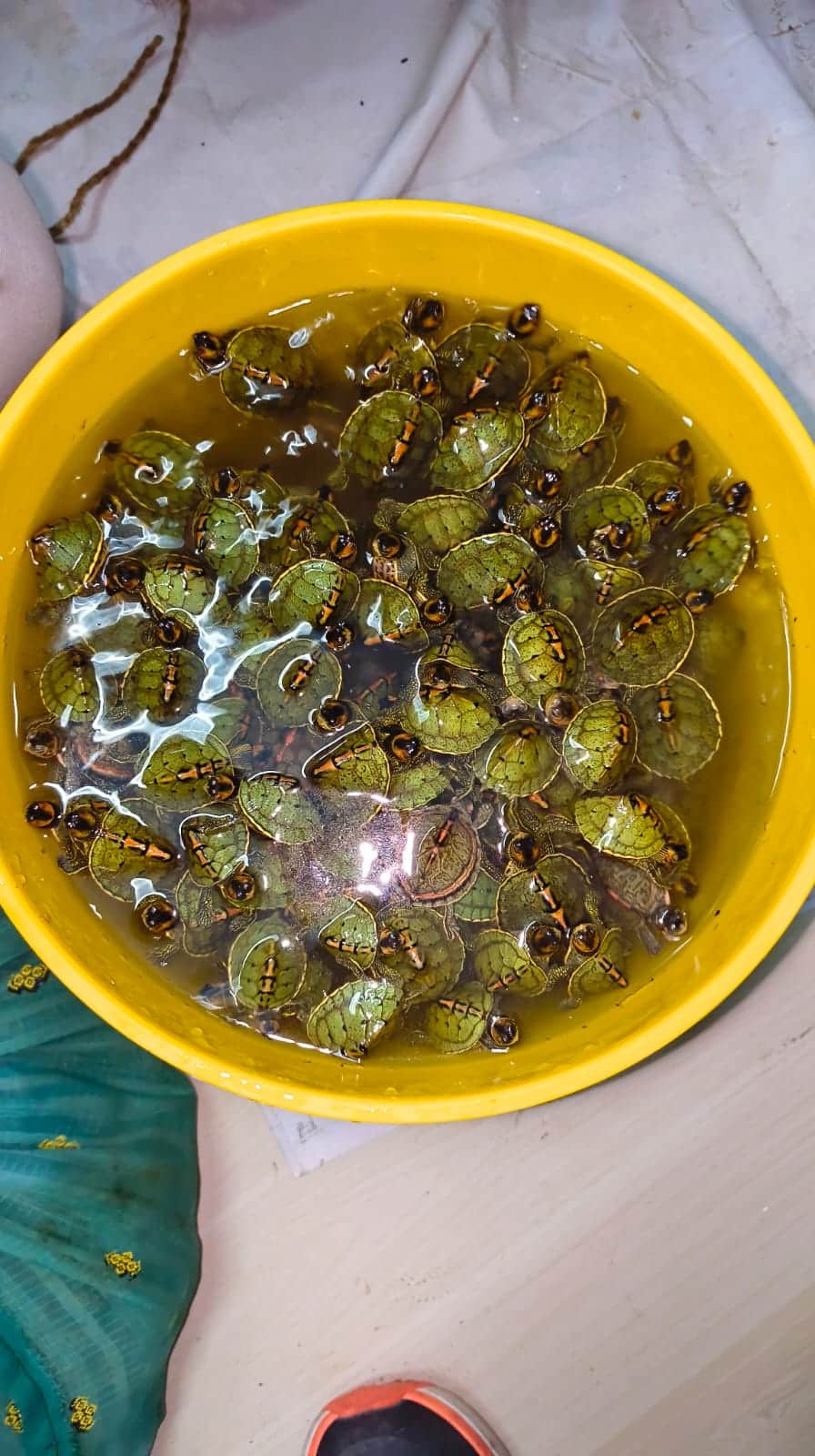 STF arrests wildlife smuggler with 171 Indian Roofed Turtles, international trafficking link under probe