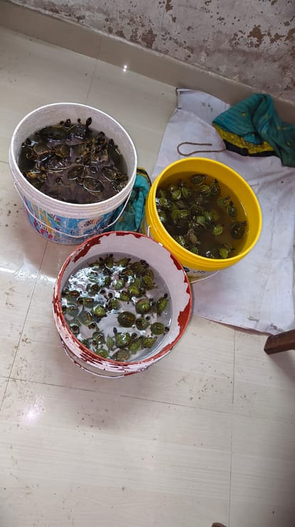 STF arrests wildlife smuggler with 171 Indian Roofed Turtles, international trafficking link under probe