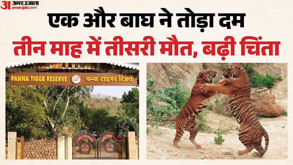 पन्ना टाइगर रिजर्व में बाघ की मौत