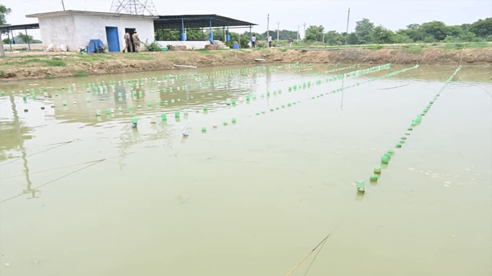 Kanpur: Pearl cultivation and fish farming to be carried out simultaneously in a pond