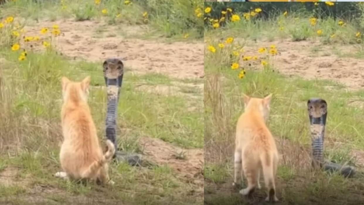 viral cat venomous king cobra fight dramatic encounter leaves people stunned