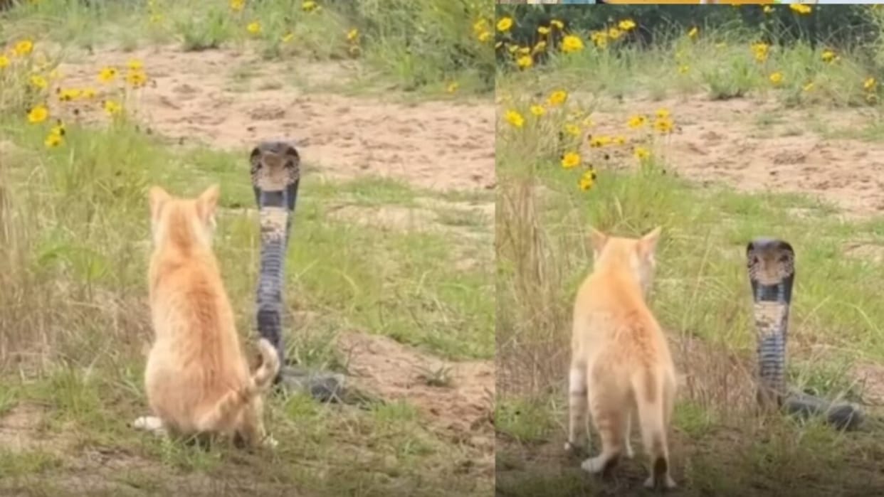 viral cat venomous king cobra fight dramatic encounter leaves people stunned