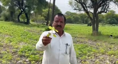 ujjain soybean crop drying due to no rain farmers pray for rain monsoon update madhya pradesh