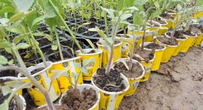 sagar woman bhagbai patel starts disposable cup plant nursery earns profit eco friendly startup