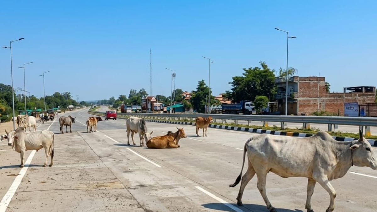 Jhansi: हाईवे पर भटक रहे गोवंश पर सीएम कार्यालय ने मांगा जवाब, पशु चिकित्सा टीम पहुंची राजमार्ग