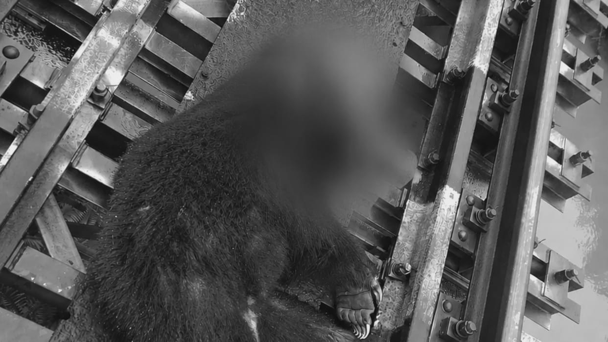 Bear killed after being hit by a train rail operations disrupted for two hours