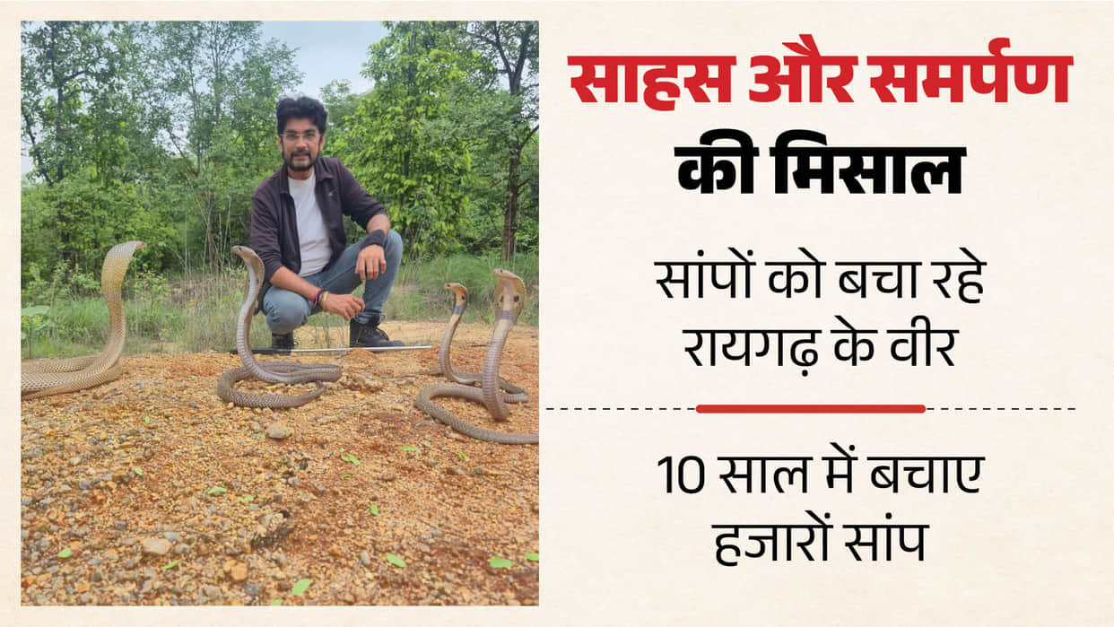 Snake Rescue Committee rescued over 700 snakes in month and half In Raigarh