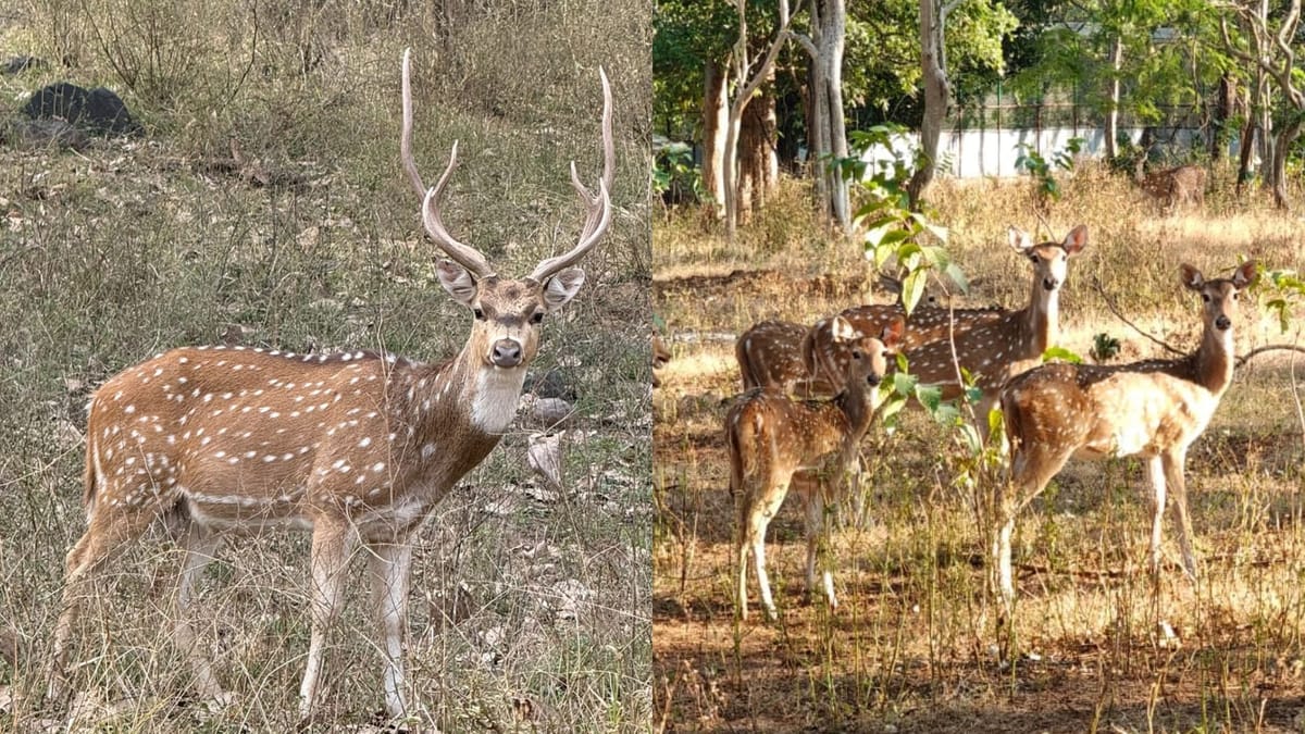 Gujarat: सूरत के जंगलों में 50 चीतल क्यों छोड़े गए? प्राकृतिक शिकार उपलब्ध कराने के लिए वन विभाग की पहल