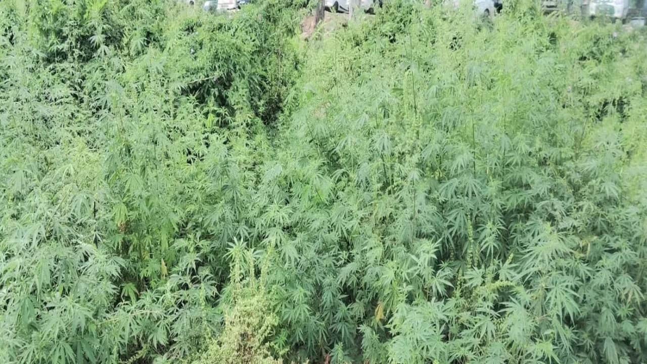 भांग के पाैधे।